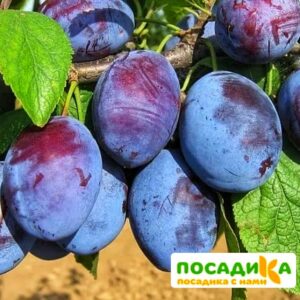 Слива Чачакская ранняя купить по цене от 229.00р. в интернет-магазине «Посадика» с доставкой почтой в в Ростове и по всей России – [изображение №1].