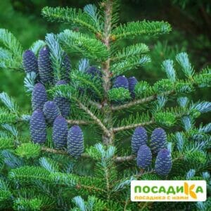 Пихта корейская (Abies koreana) купить по цене от 450.00р. в интернет-магазине «Посадика» с доставкой почтой в в Ростове и по всей России – [изображение №1].