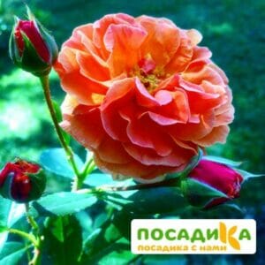 Роза Арабия купить по цене от 350.00р. в интернет-магазине «Посадика» с доставкой почтой в в Ростове и по всей России – [изображение №1].