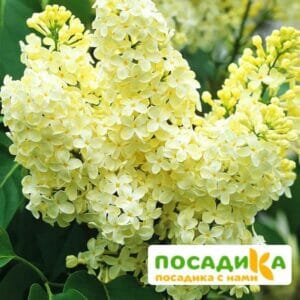 Сирень Примроуз (Primrose) купить по цене от 529.00р. в интернет-магазине «Посадика» с доставкой почтой в в Ростове и по всей России – [изображение №1].