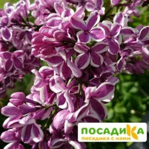 Сирень Сенсация купить по цене от 529.00р. в интернет-магазине «Посадика» с доставкой почтой в в Ростове и по всей России – [изображение №1].