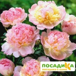 Пион Распберри Сандей (Paeonia Raspberry Sundae) купить по цене от 959р. в интернет-магазине «Посадика» с доставкой почтой в в Ростове и по всей России – [изображение №1].