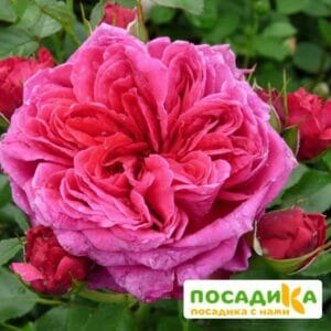 Шраб Роза Соул купить по цене от 390.00р. в интернет-магазине «Посадика» с доставкой почтой в в Ростове и по всей России – [изображение №1].