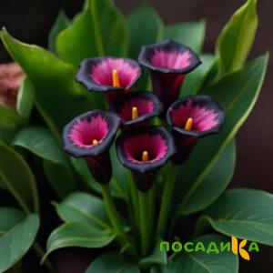 Калла Аура Лейс купить по цене от 400р. в интернет-магазине «Посадика» с доставкой почтой в в Ростове и по всей России – [изображение №1].