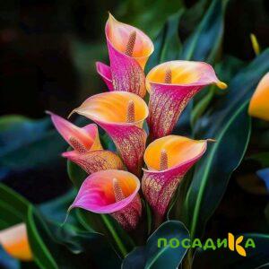 Калла Оникс купить по цене от 450р. в интернет-магазине «Посадика» с доставкой почтой в в Ростове и по всей России – [изображение №1].
