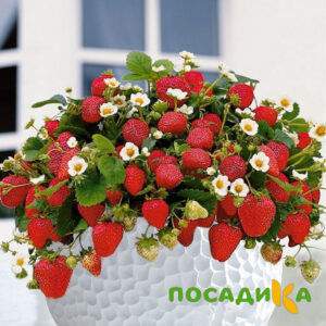 Клубника Рубиновый Шепот (горшечная) купить по цене от 240р. в интернет-магазине «Посадика» с доставкой почтой в в Ростове и по всей России – [изображение №1].