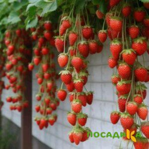 Клубника вьющаяся Комплимент купить по цене от 470р. в интернет-магазине «Посадика» с доставкой почтой в в Ростове и по всей России – [изображение №1].