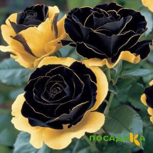 Роза Ханни Сикл купить по цене от 700р. в интернет-магазине «Посадика» с доставкой почтой в в Ростове и по всей России – [изображение №1].