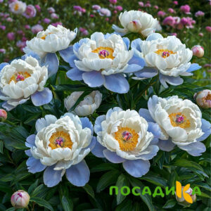 Пион акварельный Этюд купить по цене от 806р. в интернет-магазине «Посадика» с доставкой почтой в в Ростове и по всей России – [изображение №1].