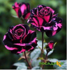 Роза Багровый Шепот купить по цене от 366р. в интернет-магазине «Посадика» с доставкой почтой в в Ростове и по всей России – [изображение №1].