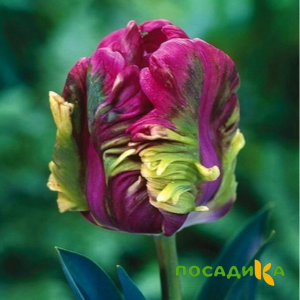 Тюльпан Экзотик Хэвен купить по цене от 186р. в интернет-магазине «Посадика» с доставкой почтой в в Ростове и по всей России – [изображение №1].