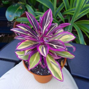 Хоста Сильвер Стик купить по цене от 650р. в интернет-магазине «Посадика» с доставкой почтой в в Ростове и по всей России – [изображение №1].