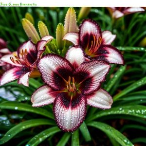 Лилейник Крим Сикл купить по цене от 799р. в интернет-магазине «Посадика» с доставкой почтой в в Ростове и по всей России – [изображение №1].