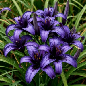 Лилейник Блю Айрис купить по цене от 324р. в интернет-магазине «Посадика» с доставкой почтой в в Ростове и по всей России – [изображение №1].